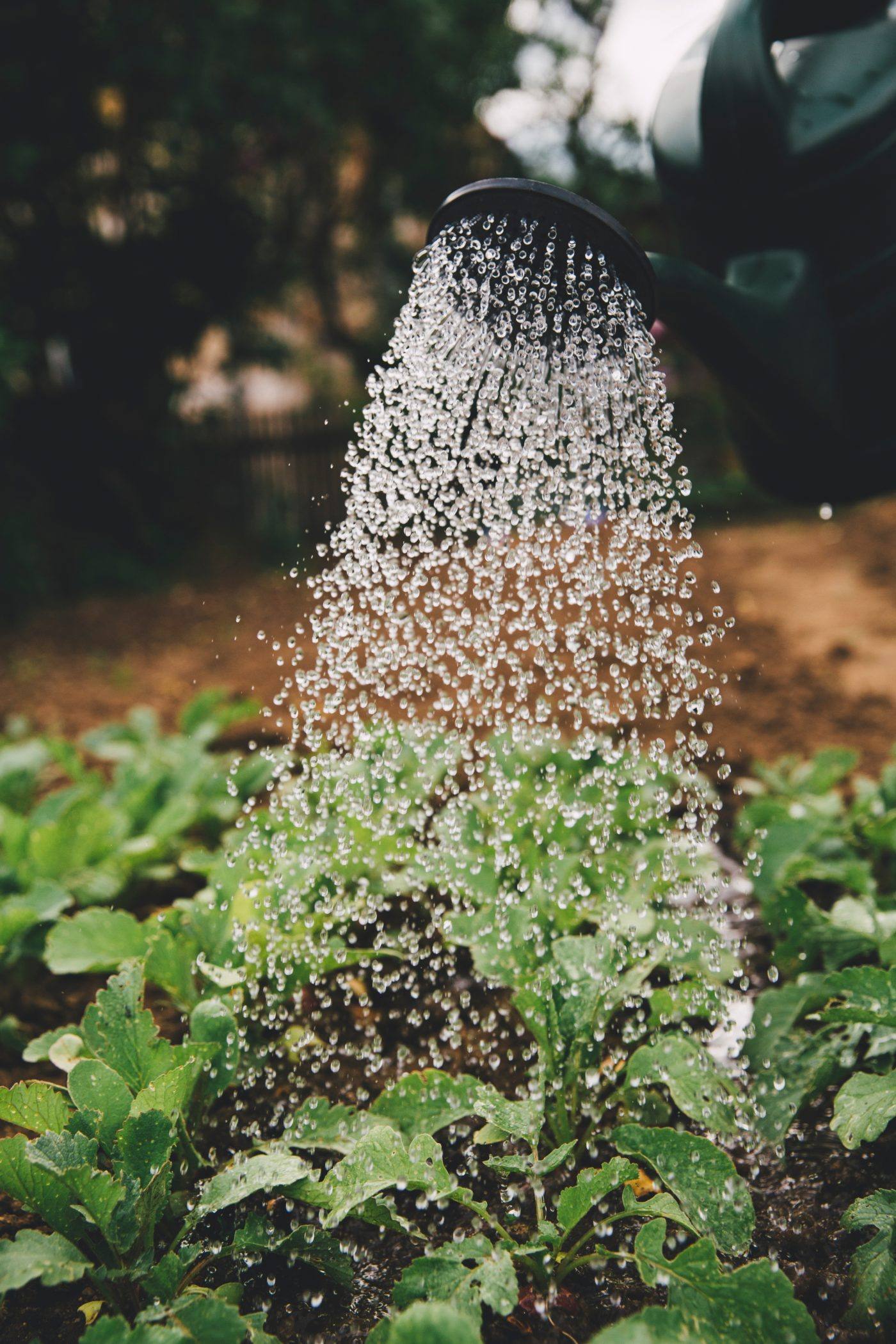 Un récupérateur d'eau de pluie pour arroser votre jardin
