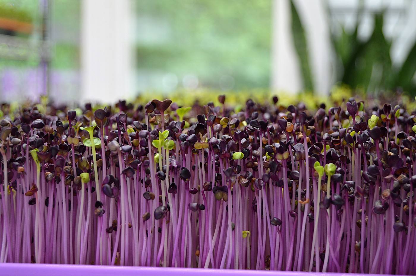 Passion Jardins Comment Cultiver Des Jeunes Pousses Approuv Pour La Culture Biologique