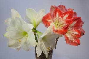 amaryllis white and red rouge et blanche