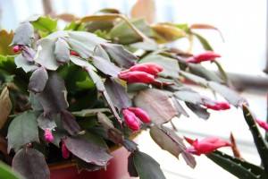 cactus de Noël - christmas cactus f