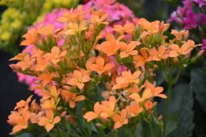 Kalanchoe - flowers orange fleur orange -