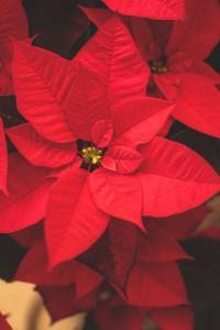 poinsettias christmas plant plate de Noël