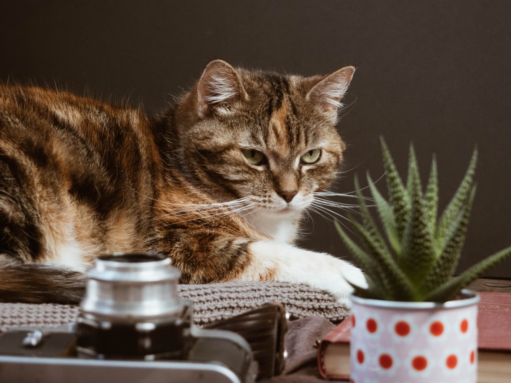 cat chat with indoor plant