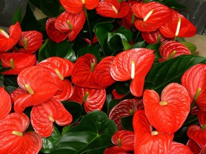 anthurium indoor plant