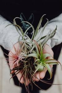 tillandsias or air plants