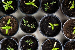 semis sprout sprouting