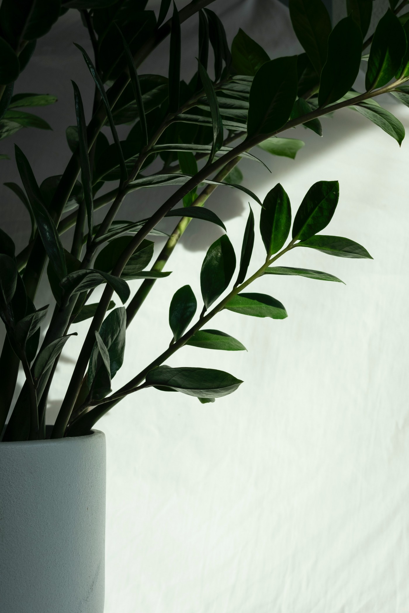 Déco de chambre avec des plantes  Décoration plantes intérieur, Plante  chambre, Plante verte