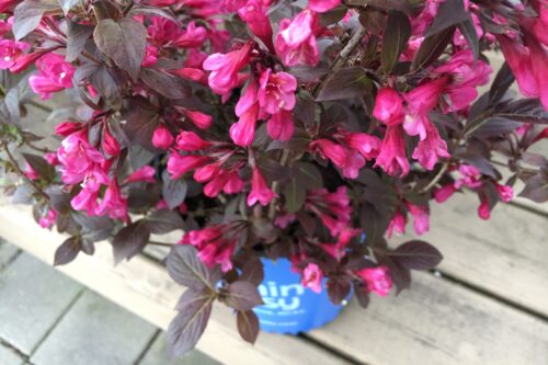 Arbustes | Weigela ‘Bloomin’ Easy® Stunner™’ | Passion Jardins