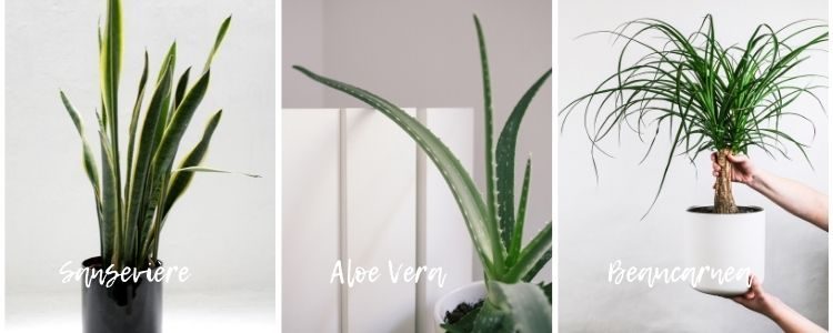 sanseviere - aloe vera - beaucarnea