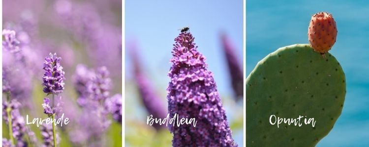 lavender - buddleia - opuntia