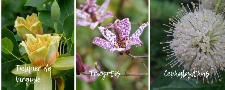 tulip tree - tricyrtis - cephalanthus