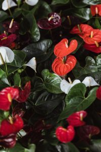 Anthurium