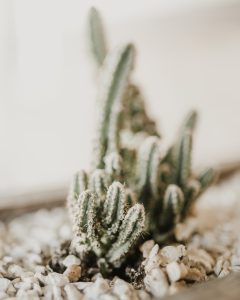 Cereus hildmannianus - candelabra cactus