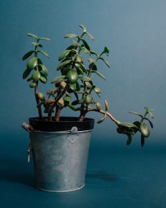 Crassula ovata - jade plant