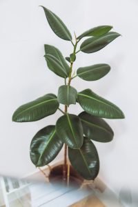 Ficus elastica