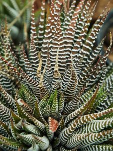 Haworthia