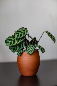 maranta