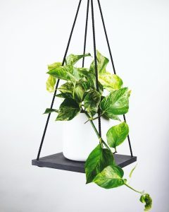 Pothos