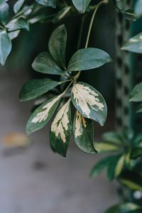 Schefflera