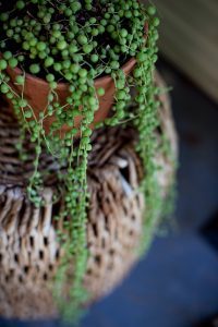 string of pearls