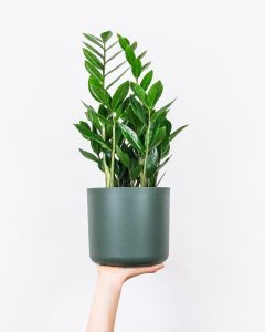 Zamioculcas