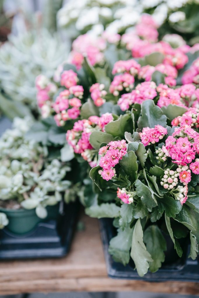 Kalanchoe