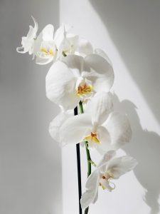 Phalaenopsis - orchid