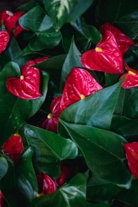 Anthurium