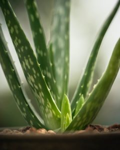 Aloe