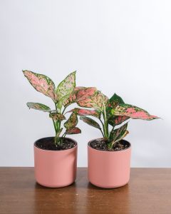 Aglaonema