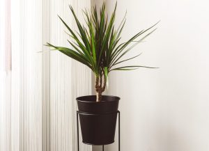 Dracaena marginata