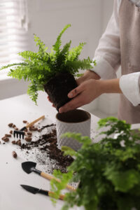 Fougère de Boston - boston fern