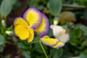 pansy - edible flower