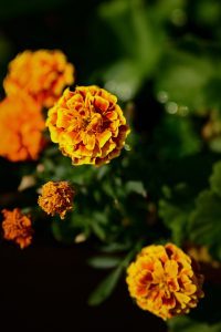 marigold - edible flower