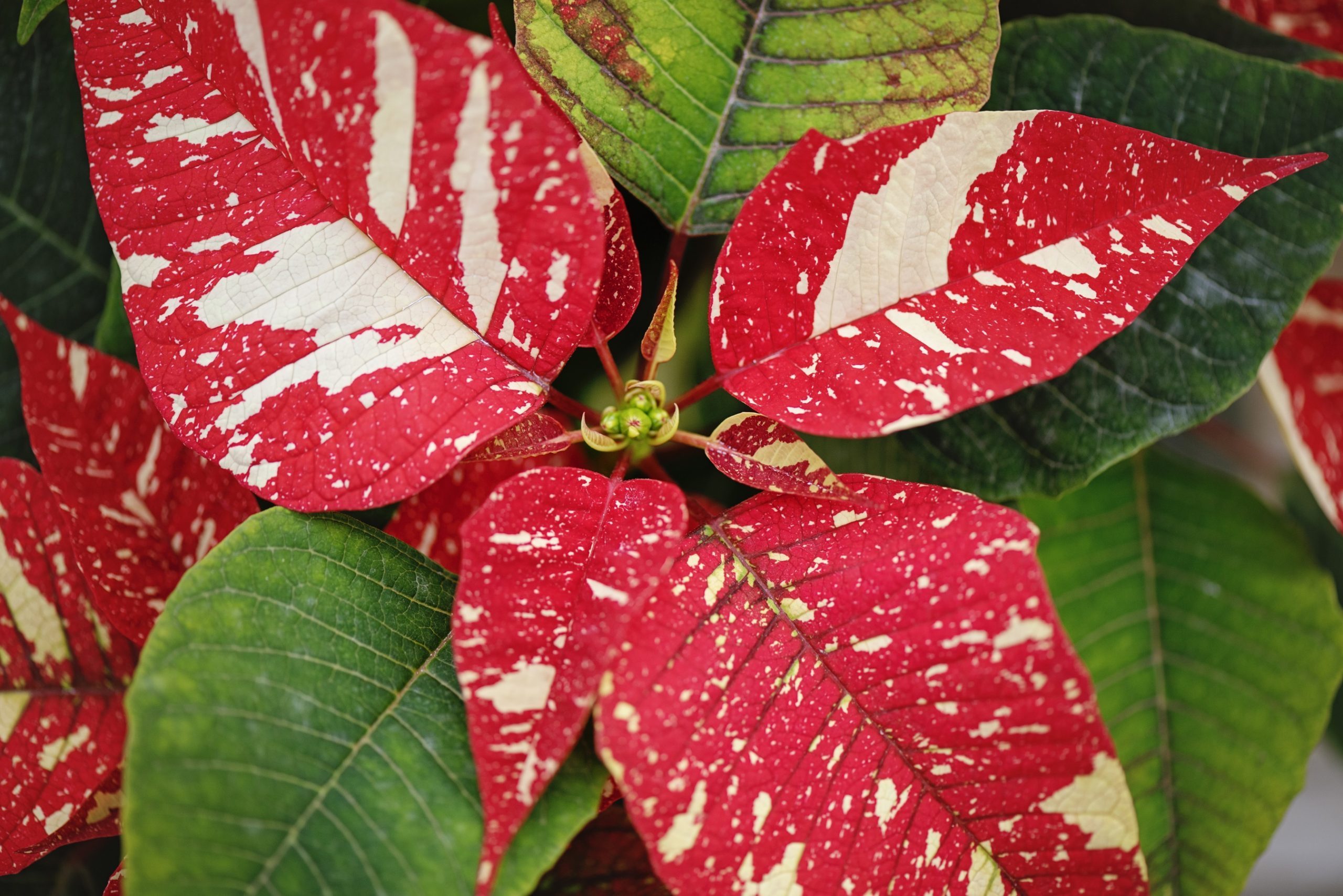 Poinsettia, Euphorbia pulcherrima