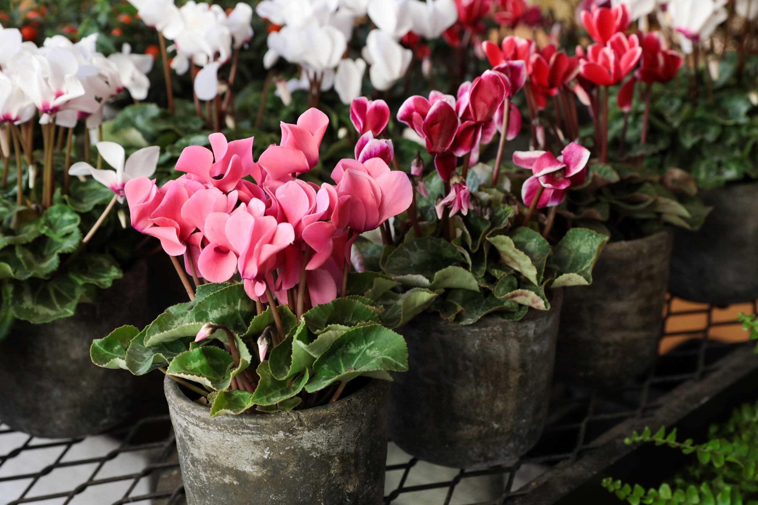 Persian Cyclamen, Cyclamen persicum