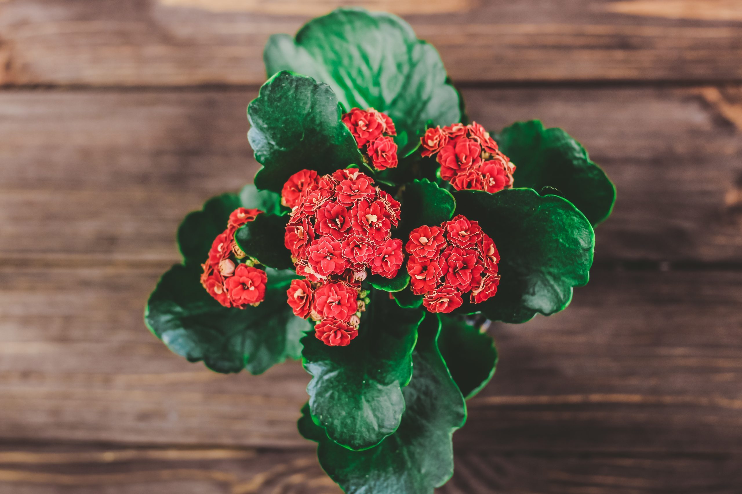 Kalanchoe, Kalanchoe blossfeldiana