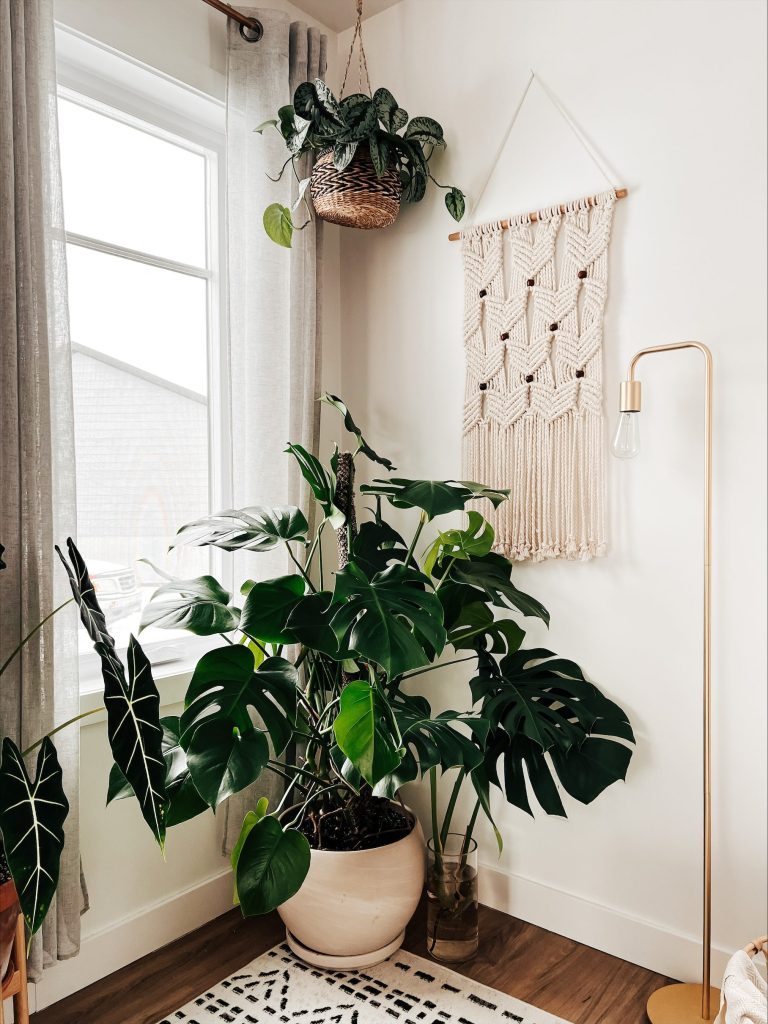 monstera-deliciosa-boho-decor