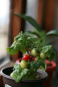 plant de tomates