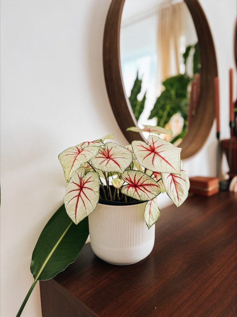 caladium_house_boho