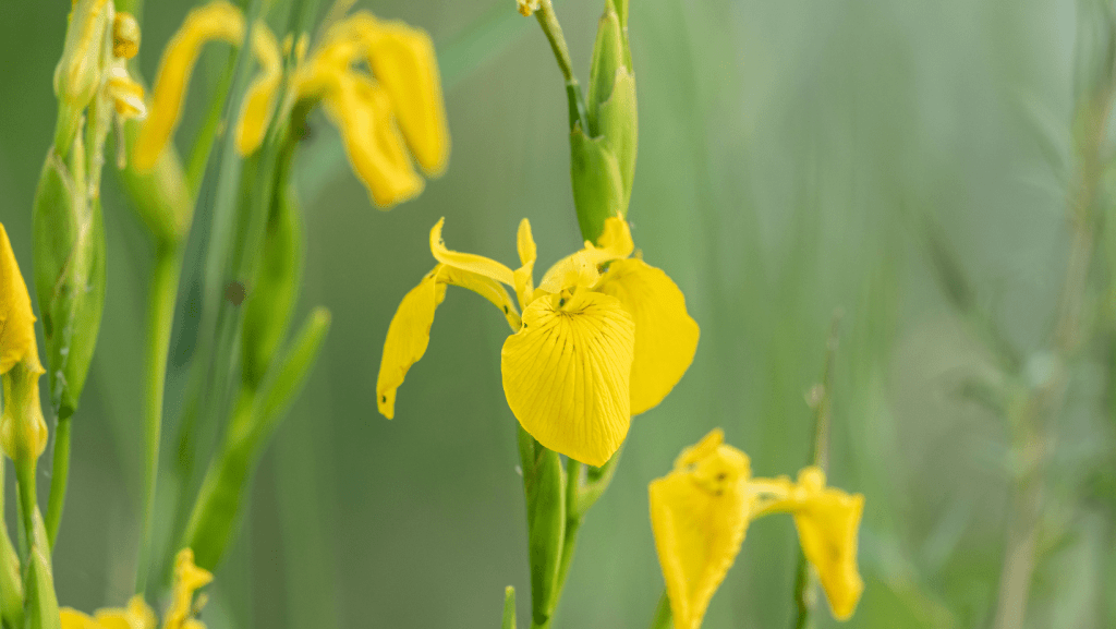 Marsh Iris