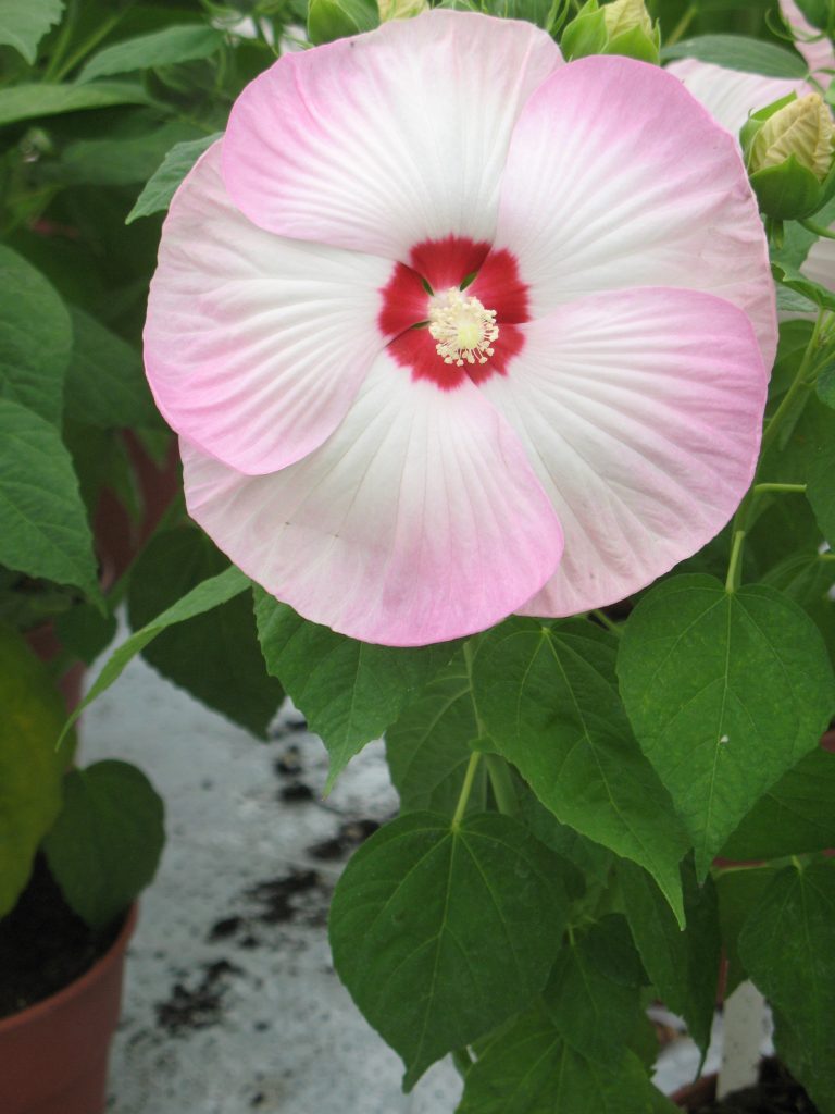 Hibiscus moscheutos