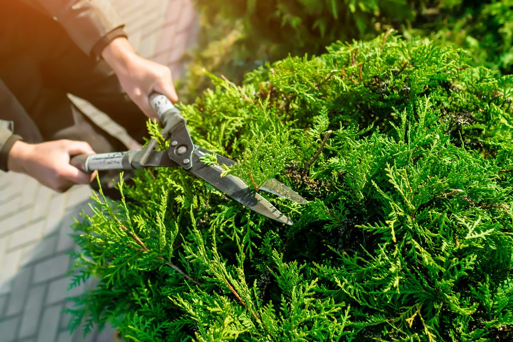 pruning_conifers_fall