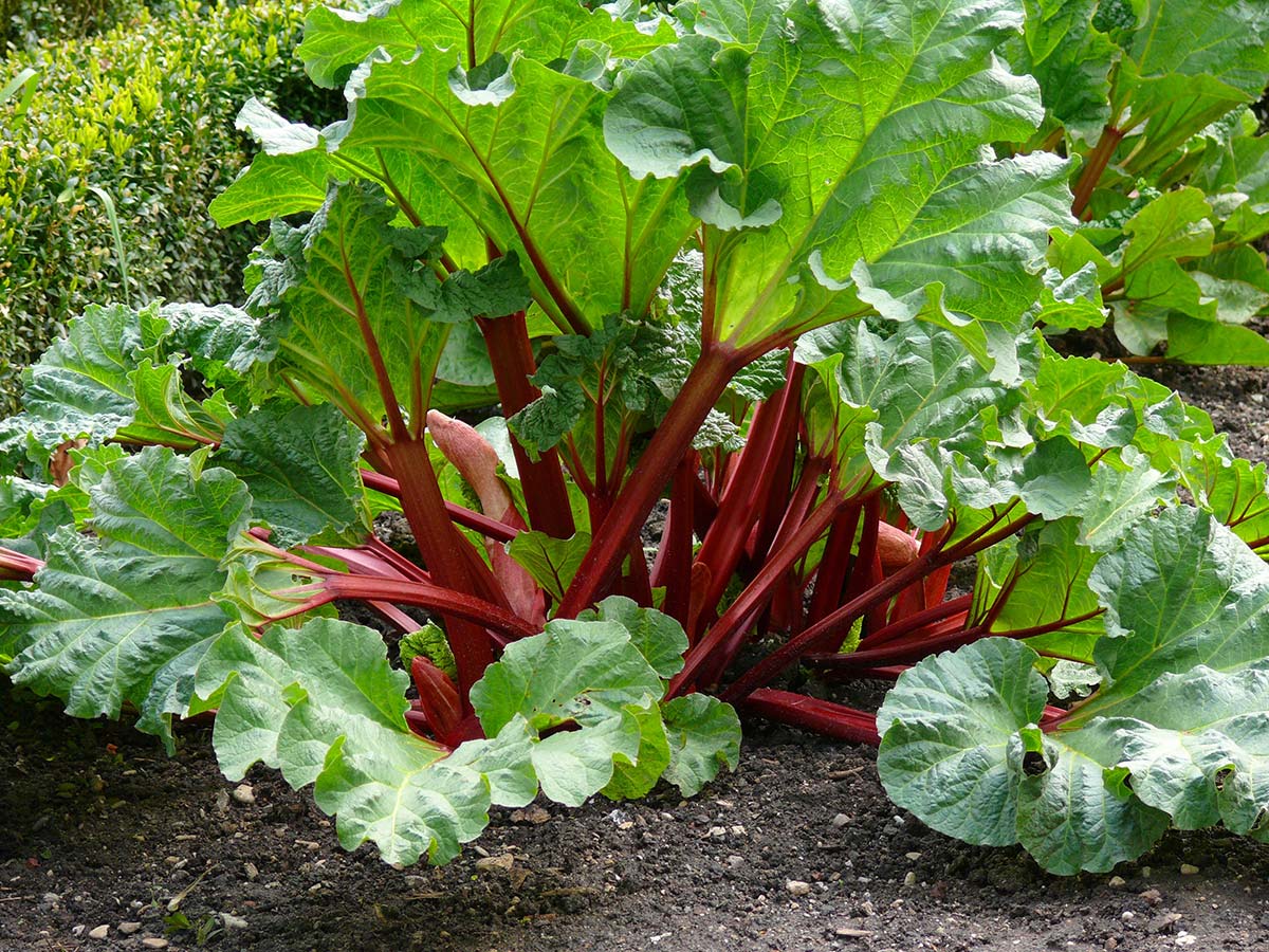 Découvrez la rhubarbe, un légume vivace qu’on mange comme un fruit